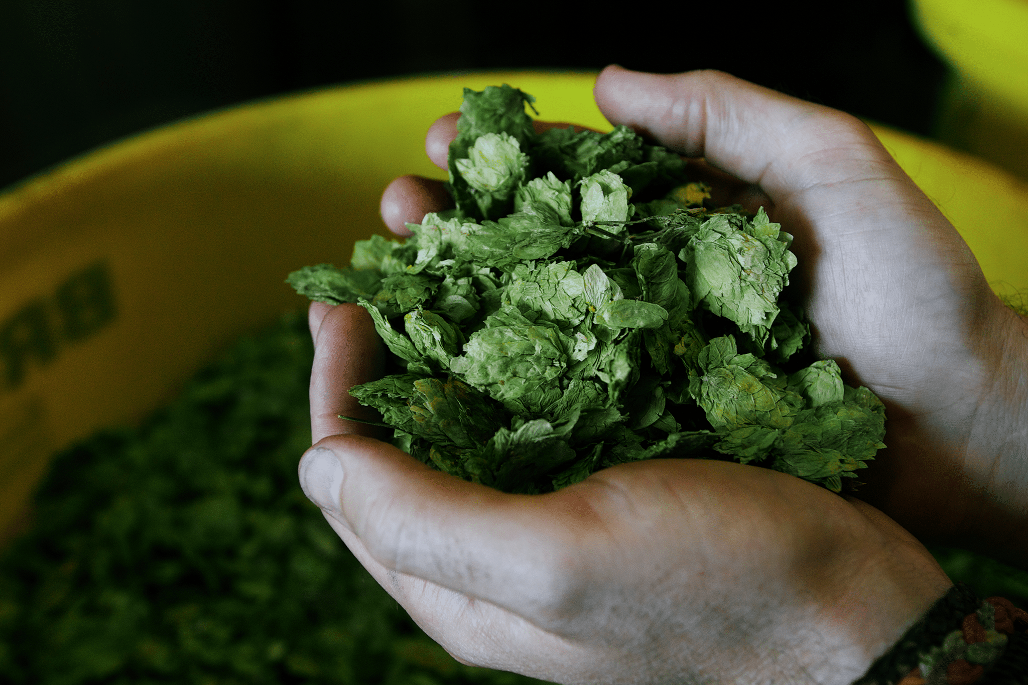 hops (2)